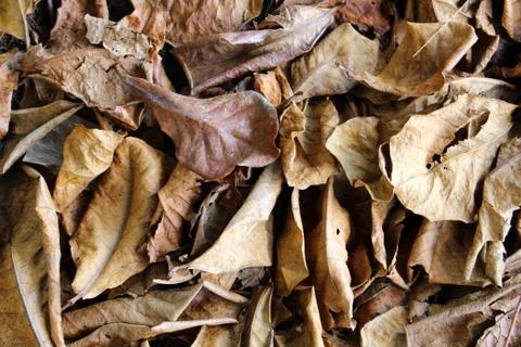 Dry leaf background Stock Photos