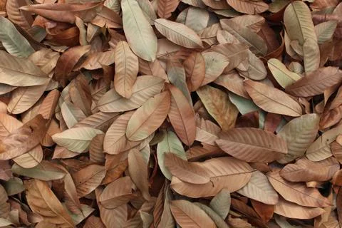 Dry leaf background Stock Photos