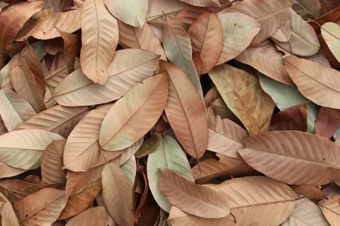 Dry leaf background Stock Photos