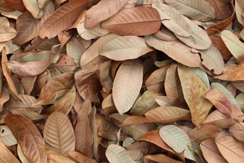 Dry leaf background Stock Photos