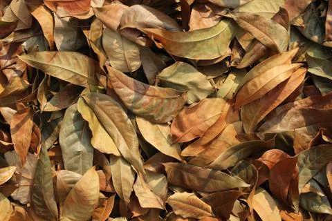 Dry leaf background Stock Photos