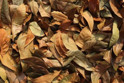 Dry leaf background Stock Photos