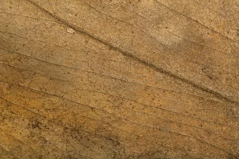 Dry leaf background. Texture, pattern and surface of dry brown autumn leaf with Stock Photos
