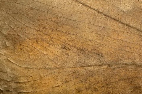 Dry leaf background. Texture, pattern and surface of dry brown autumn leaf with Stock Photos