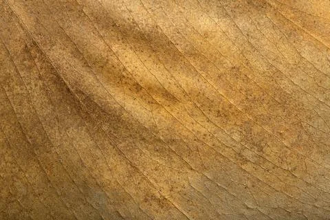 Dry leaf background. Texture, pattern and surface of dry brown autumn leaf with Foto stock