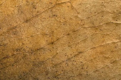 Dry leaf background. Texture, pattern and surface of dry brown autumn leaf wi Foto stock