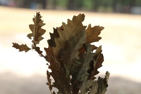 Dry Leaf Background white, Pelit dry leaf, Oak dry leaf Stock Photos