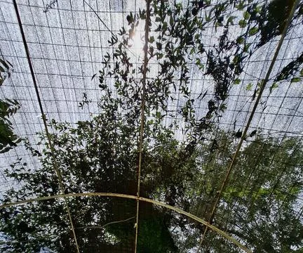 Dry leaf barrier iron net Stock Photos