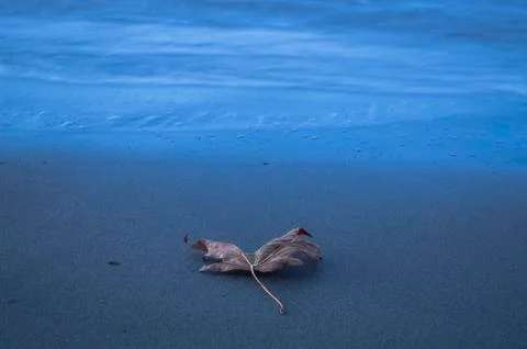 Dry leaf on the beach Stock Photos