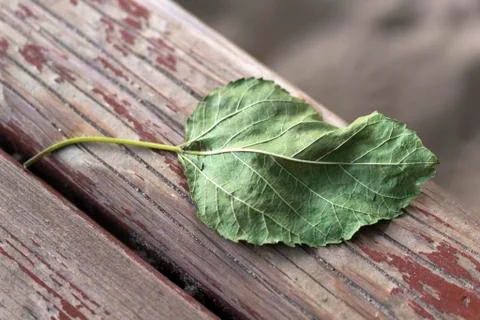 A dry leaf on a bench Stock Photos