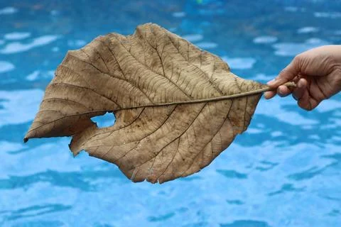 Dry leaf with blue pool on the background showing the concept of wet and dry Stock Photos