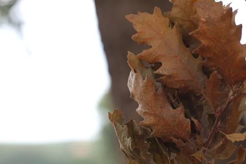 Dry Leaf Blurred background, Pelit dry leaf, Oak dry leaf Stock Photos