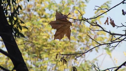 Dry leaf on the branch Vídeo Stock 82827965