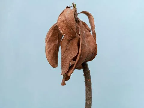 Dry leaf on the branch Stock Photos