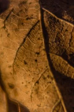 Dry leaf close-up, lack of focus, retro photo effect.... dry leaf close-up, l Stock Photos