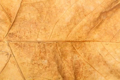 A dry leaf in a close up view Foto stock