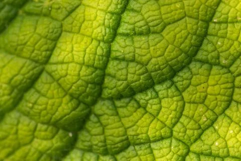Dry leaf closeup background Stock Photos