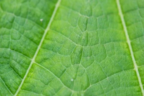 Dry leaf closeup texture Stock Photos