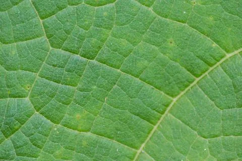 Dry leaf closeup texture Stock Photos