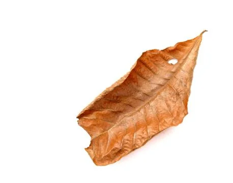 Dry leaf closeup on the white background Stock Photos