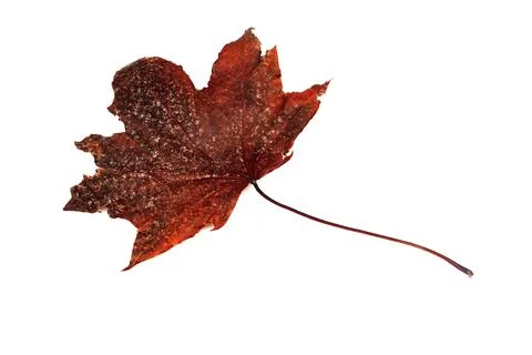 Dry leaf closeup on the white background Stock Photos