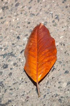 A dry leaf on concrete Stock Photos