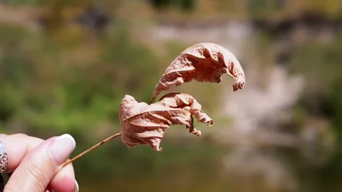 Dry Leaf Curls in Hand Stock Footage 293259303