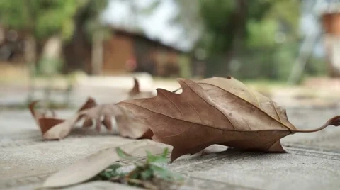 Dry Leaf &amp; Defoliation in Autumn 스톡 동영상 68996339