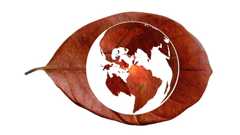 A dry leaf designed in the shape of a world map. Stock Footage 339311081