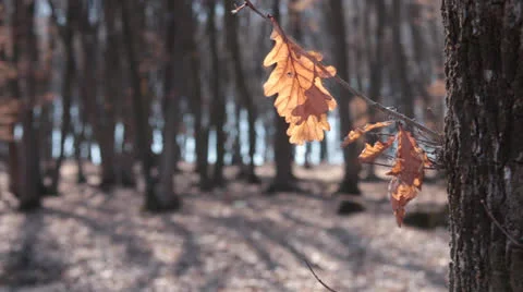 Dry leaf detail in the forest, change focus Video stock 23683352