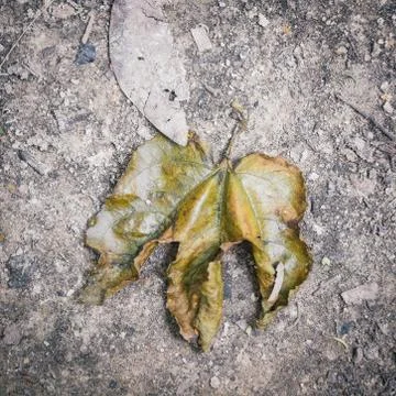 Dry leaf on dirty ground Stock Photos