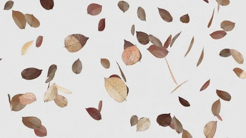 Dry Leaf Fall Vídeo Stock 308725224