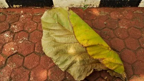 Dry Leaf fall on the front yard Stock Photos