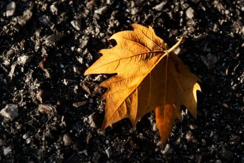 Dry leaf fallen on asphalt. Image alluding to autumn. Stock Photos