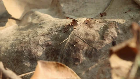 Dry leaf of fallen Barringtonia asiatica tree Stock Footage 134509352