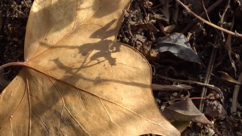 Dry leaf fallen on the ground Stock Footage 106179172