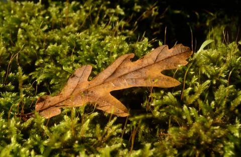 Dry leaf fallen from an oak tree Stock Photos