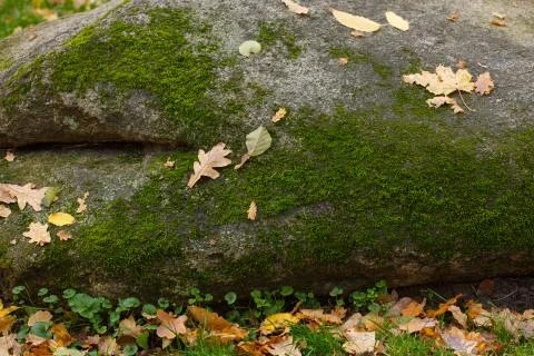 Dry leaf fallen on stone and moss ground in autumn season with soft Stock Photos