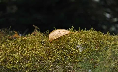 Dry leaf fallen on top of a pile of moss, a bird's feather also fallen Stock Photos