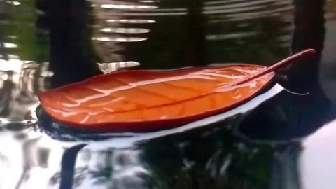 Dry Leaf Falling on the Water Stock Footage 242780667