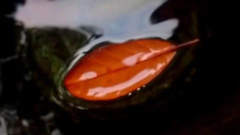 Dry Leaf Falling on the Water Stock Footage 242780679