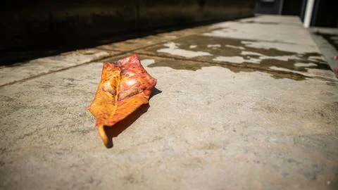 A dry leaf fell on the floor Stock Photos