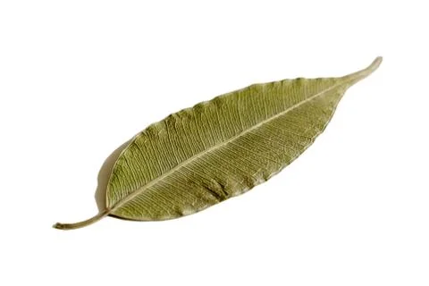 Dry leaf ficus Stock Photos