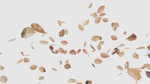 Dry Leaf Float Stock-Footage 308724918