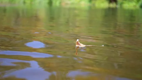 Dry Leaf Floating, Autumn River Stock Footage 293266154