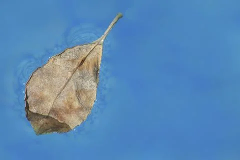 Dry leaf floating on blue water Stock Photos