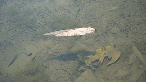 A dry leaf floating in clean water . Stock Footage 253003602