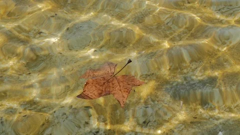 Dry leaf floating Stock Footage 101727473