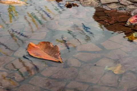 Dry leaf floating in a puddle 스톡 사진