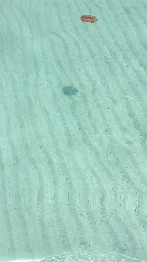 Dry leaf floating on turquoise colored water Stock Footage 163045751